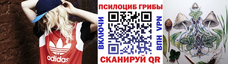 Купить  Грязовец  Галлюциногенные грибы Psilocybe 
